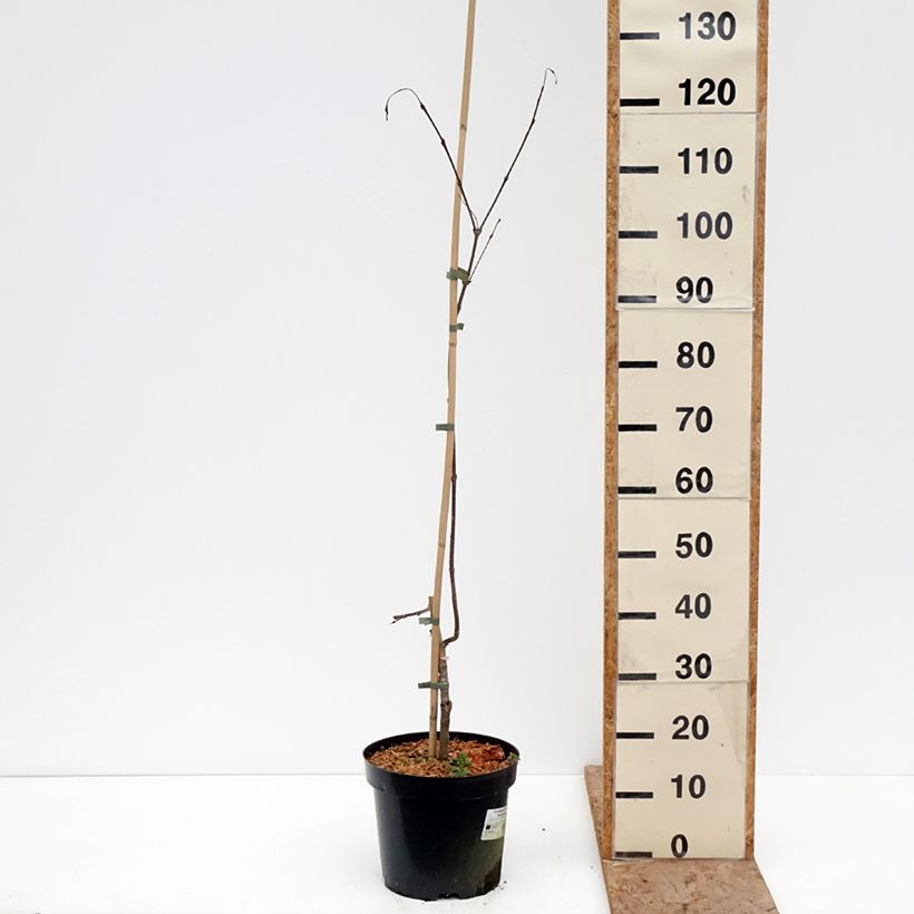 Cercidiphyllum japonicum Amazing Grace - Albero del caramello Vaso da 7,5L/10L esemplare consegnato in inverno