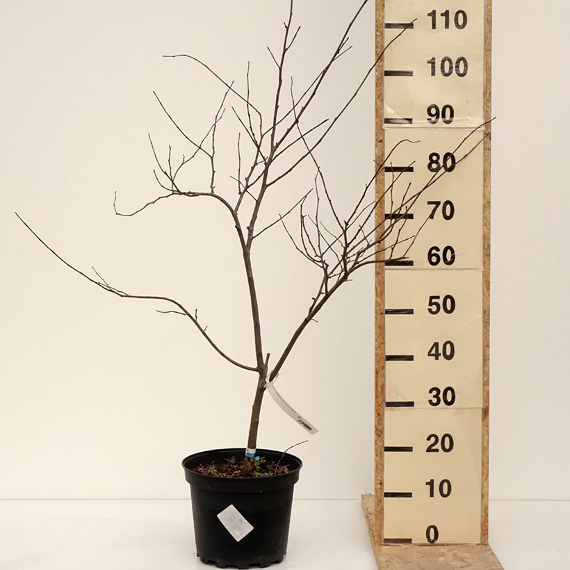 Cercis canadensis Alley Cat - Albero di Giuda Vaso da 6L/7L esemplare consegnato in inverno