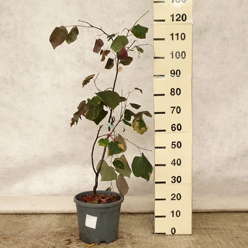 Esemplare di Cercis canadensis Forest Pansy - Albero di Giuda Vaso da 7,5L/10L consegnato in estate