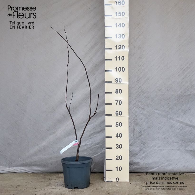 Cercis canadensis Forest Pansy - Albero di Giuda Vaso da 7,5L/10L esemplare consegnato in inverno