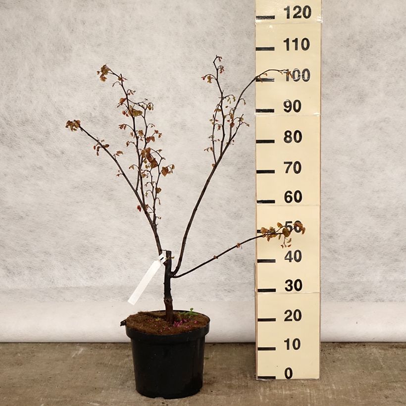 Cercis canadensis Forest Pansy - Albero di Giuda Vaso da 7,5L/10L esemplare consegnato in primavera