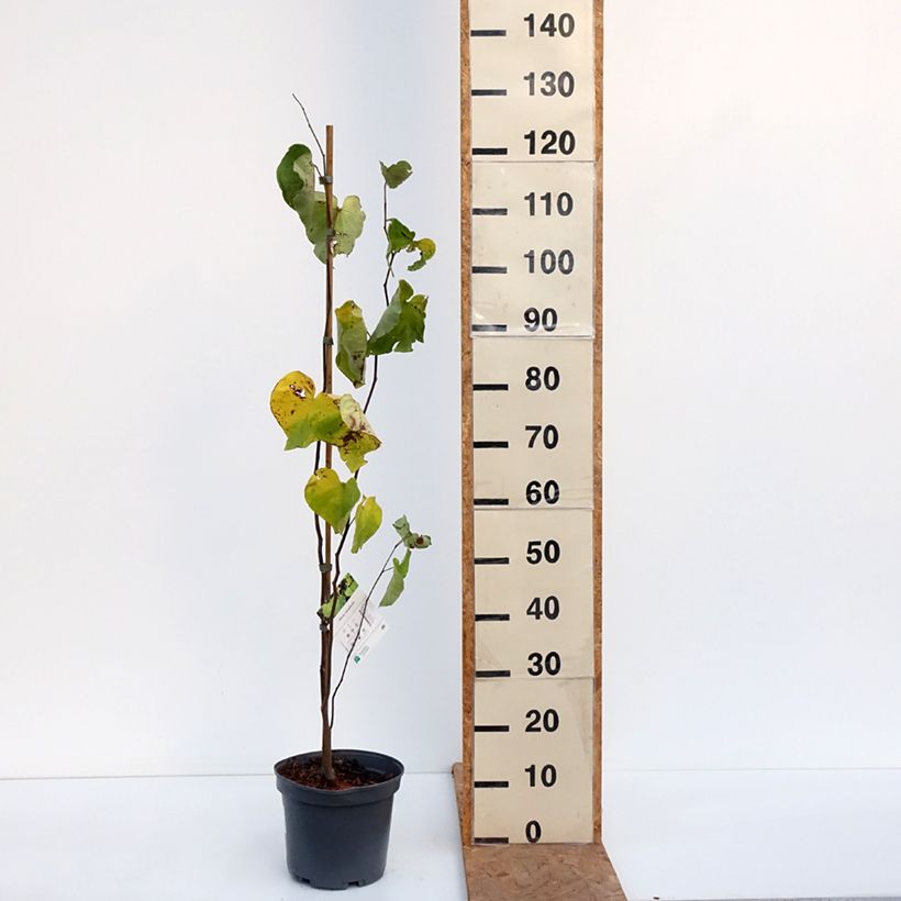 Esemplare di Cercis canadensis - Albero di Giuda Vaso da 4L/5L come consegnato in autunno