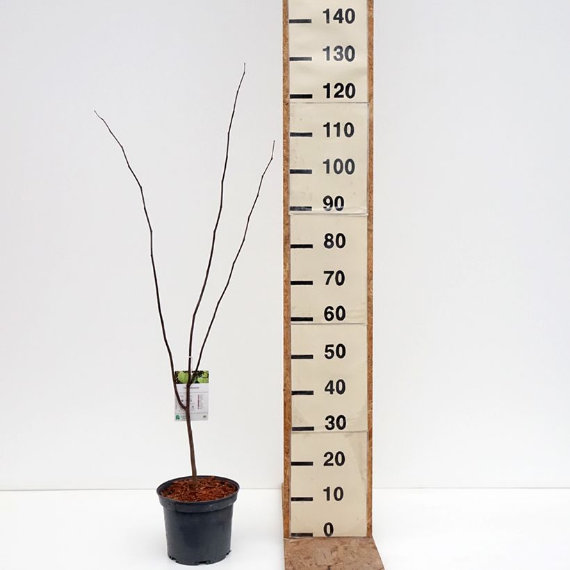 Cercis canadensis - Albero di Giuda Vaso da 4L/5L esemplare consegnato in inverno