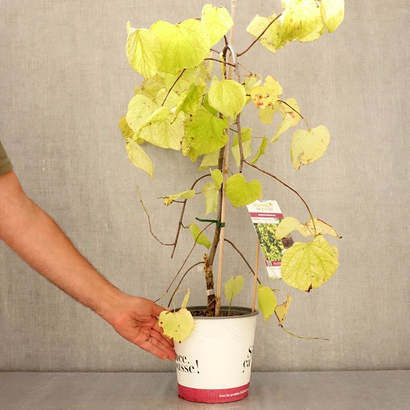 Esemplare di Cercis canadensis Golden Falls - Albero di Giuda Vaso da 4L/5L, Astone alto consegnato in estate