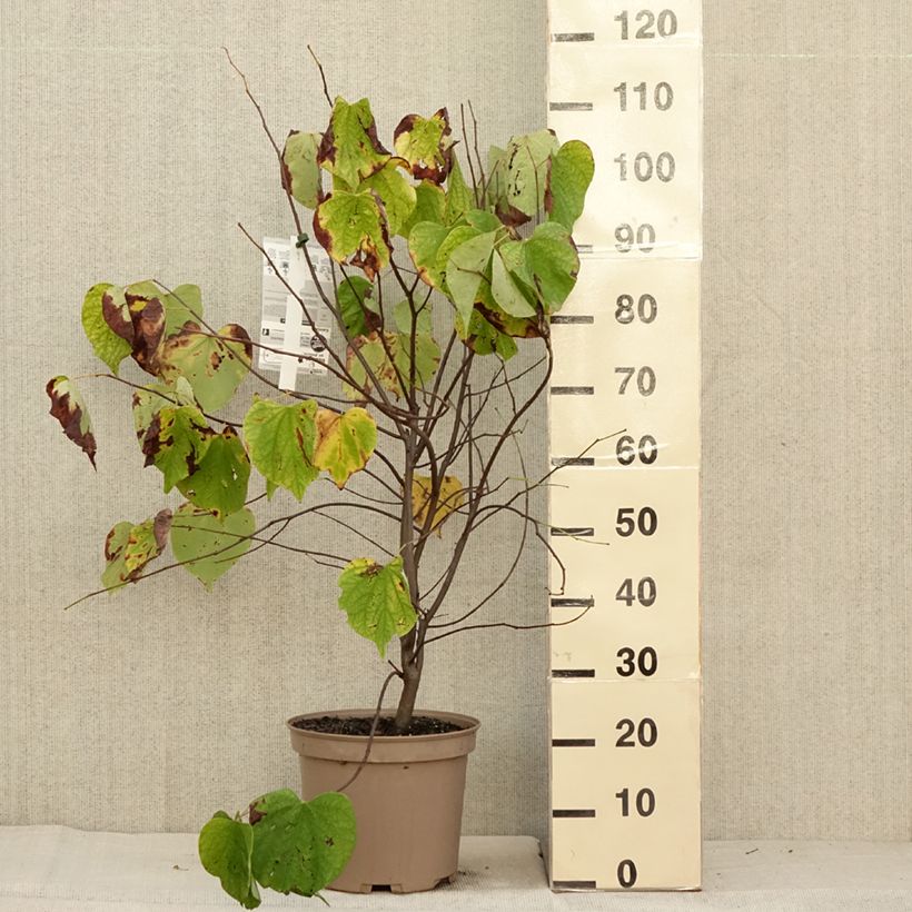 Esemplare di Cercis canadensis Heart of Gold - Albero di Giuda Vaso da 7,5L/10L come consegnato in autunno