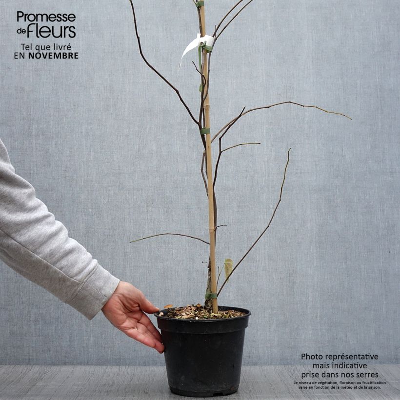 Esemplare di Cercis canadensis Heart of Gold - Albero di Giuda Vaso da 4L/5L come consegnato in autunno