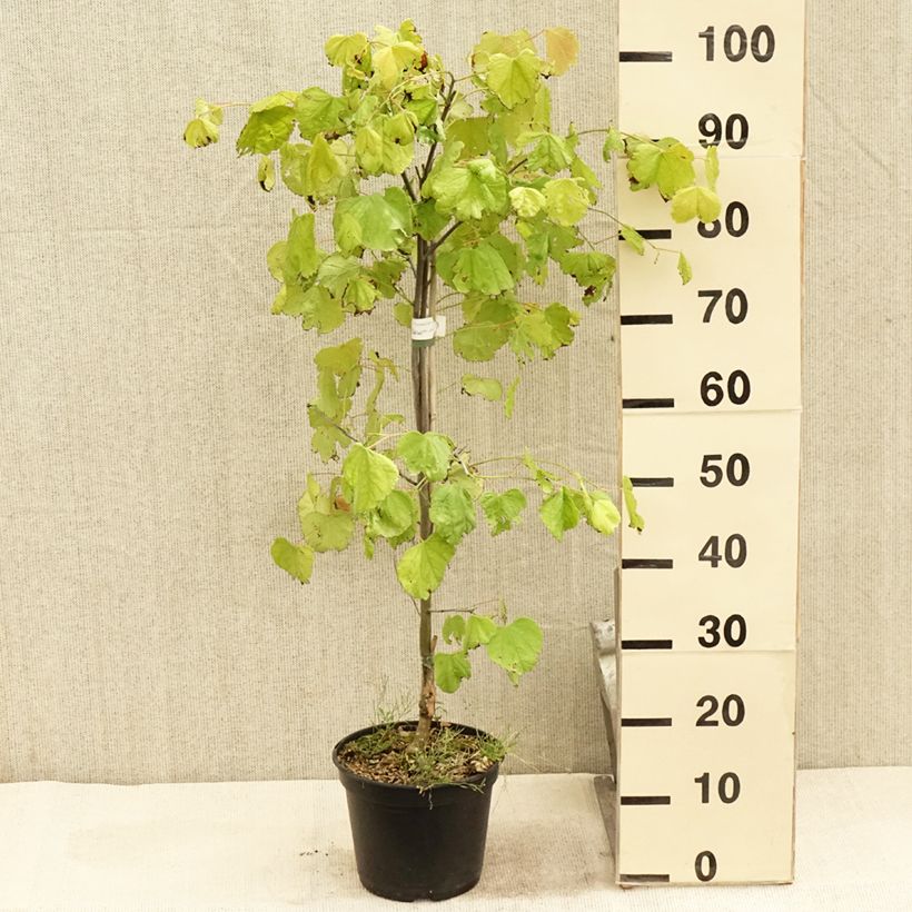 Esemplare di Cercis canadensis Heart of Gold - Albero di Giuda Vaso da 4L/5L consegnato in estate