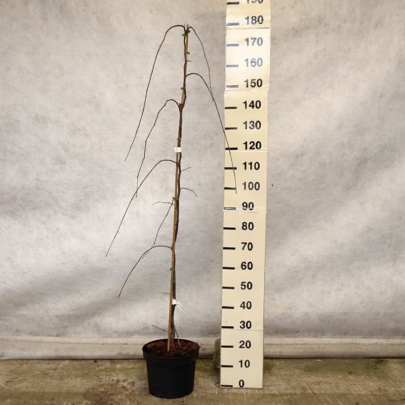 Esemplare di Cercis canadensis Lavender Twist - Albero di Giuda Vaso da 7,5L/10L come consegnato in autunno