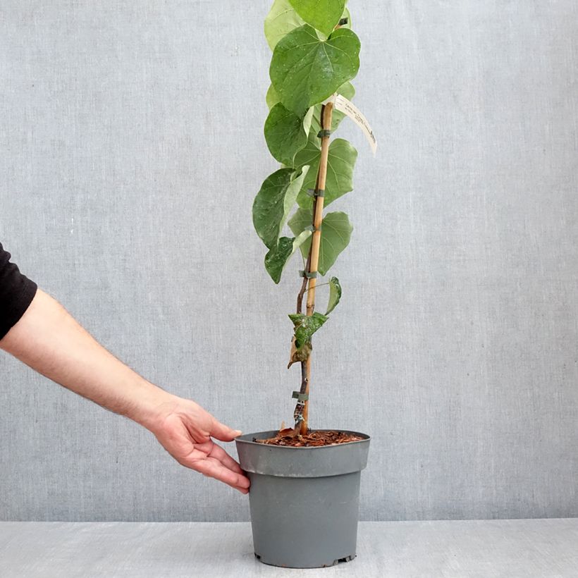 Esemplare di Cercis canadensis Lavender Twist - Albero di Giuda Vaso da 3L/4L come consegnato in autunno