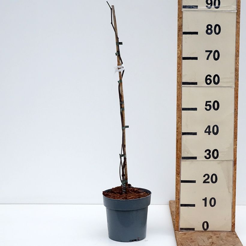 Cercis canadensis Lavender Twist - Albero di Giuda Vaso da 3L/4L esemplare consegnato in inverno