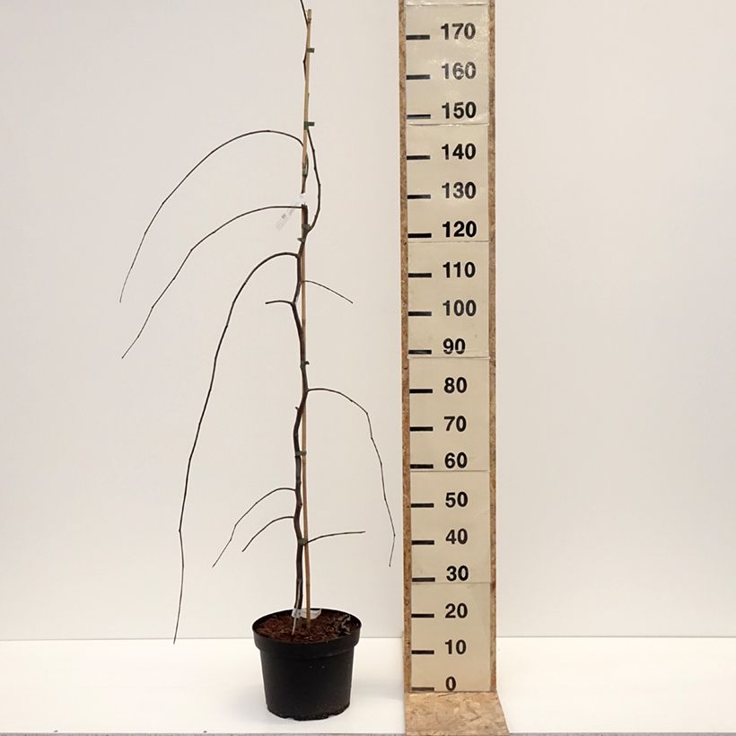 Cercis canadensis Lavender Twist - Albero di Giuda Vaso da 7,5L/10L esemplare consegnato in inverno