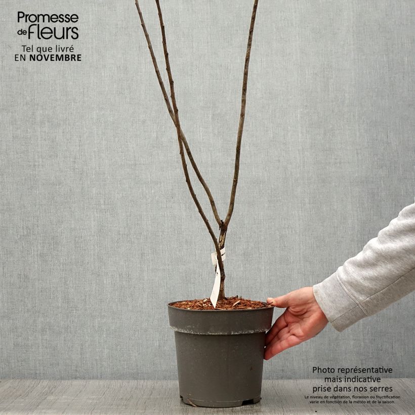 Esemplare di Cercis canadensis Little Woody - Albero di Giuda Vaso da 3L/4L come consegnato in autunno