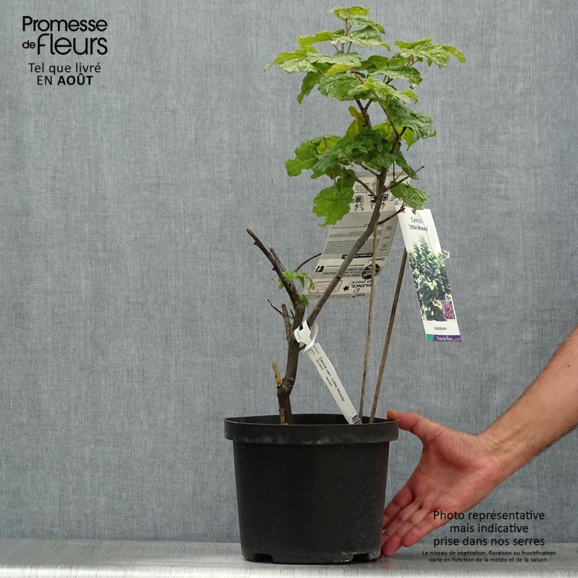 Esemplare di Cercis canadensis Little Woody - Albero di Giuda Vaso da 3L/4L consegnato in estate