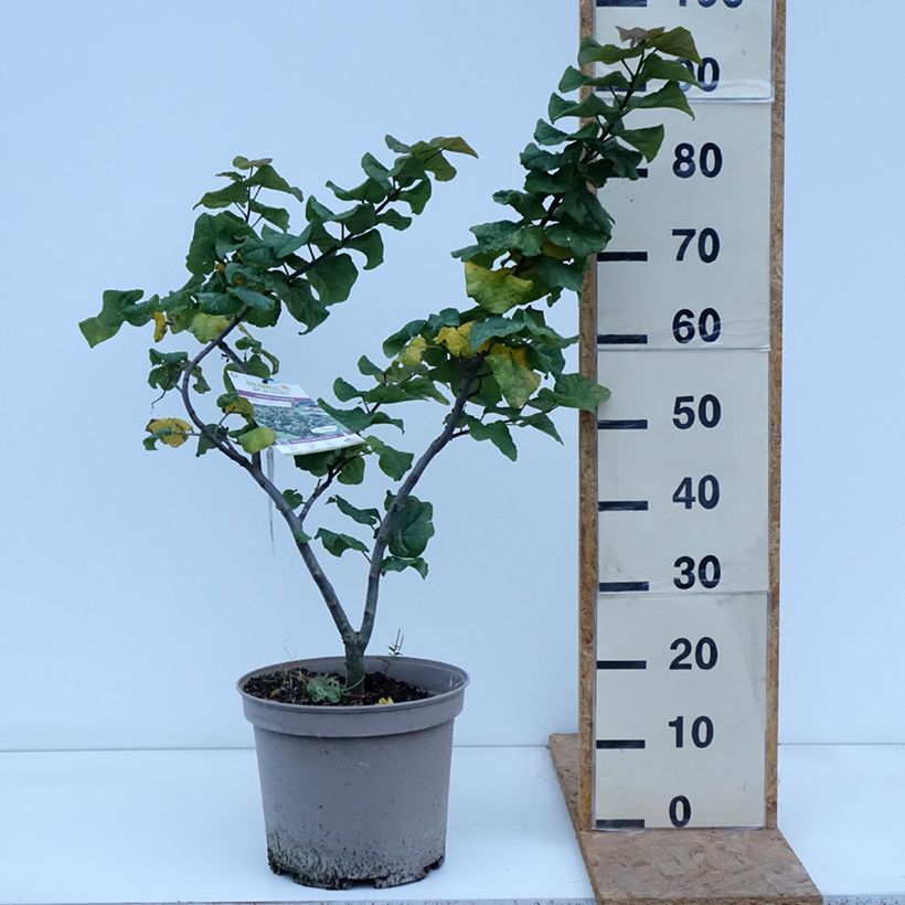 Esemplare di Cercis canadensis Little Woody - Albero di Giuda Vaso da 6L/7L come consegnato in autunno