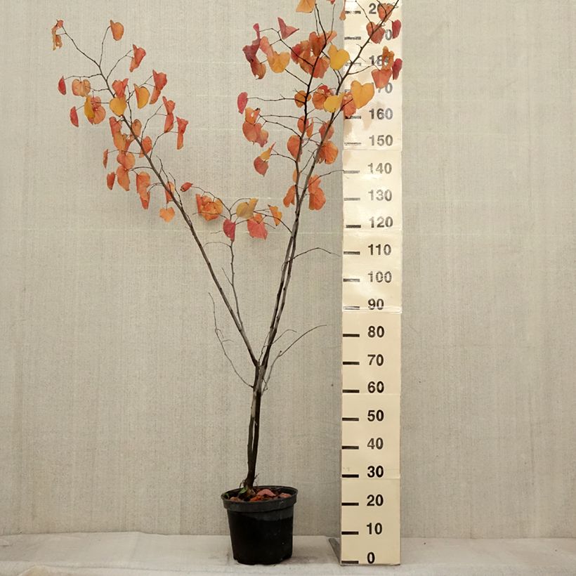 Esemplare di Cercis canadensis var. texensis Merlot - Albero di Giuda Vaso da 6L/7L come consegnato in autunno