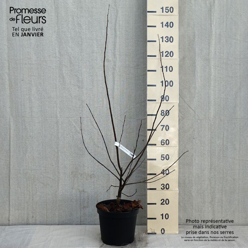 Cercis canadensis Pink Pom Pom's - Albero di Giuda Vaso da 7,5L/10L esemplare consegnato in inverno