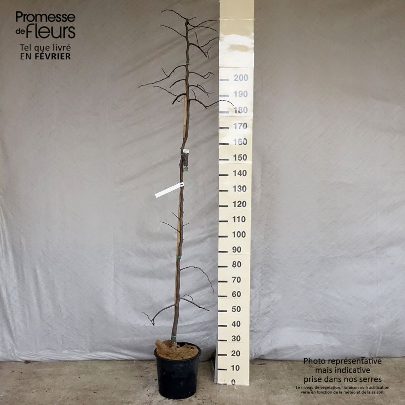 Cercis canadensis Ruby Falls - Albero di Giuda Vaso da 7,5L/10L esemplare consegnato in inverno