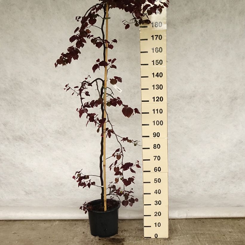 Cercis canadensis Ruby Falls - Albero di Giuda Vaso da 7,5L/10L esemplare consegnato in primavera