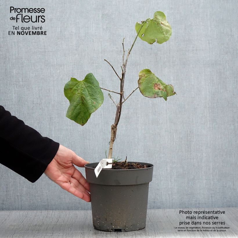 Esemplare di Cercis canadensis Texas White - Albero di Giuda Vaso da 4L/5L come consegnato in autunno