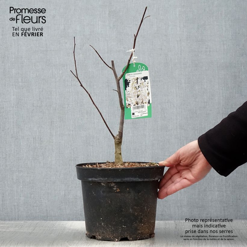 Cercis canadensis Texas White - Albero di Giuda Vaso da 4L/5L esemplare consegnato in inverno
