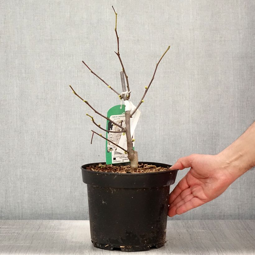 Cercis canadensis Texas White - Albero di Giuda Vaso da 4L/5L esemplare consegnato in primavera