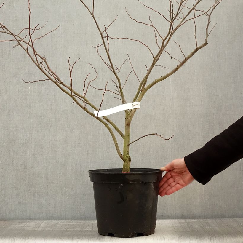 Cercis canadensis The Rising Sun - Albero di Giuda Vaso da 2L/3L esemplare consegnato in inverno