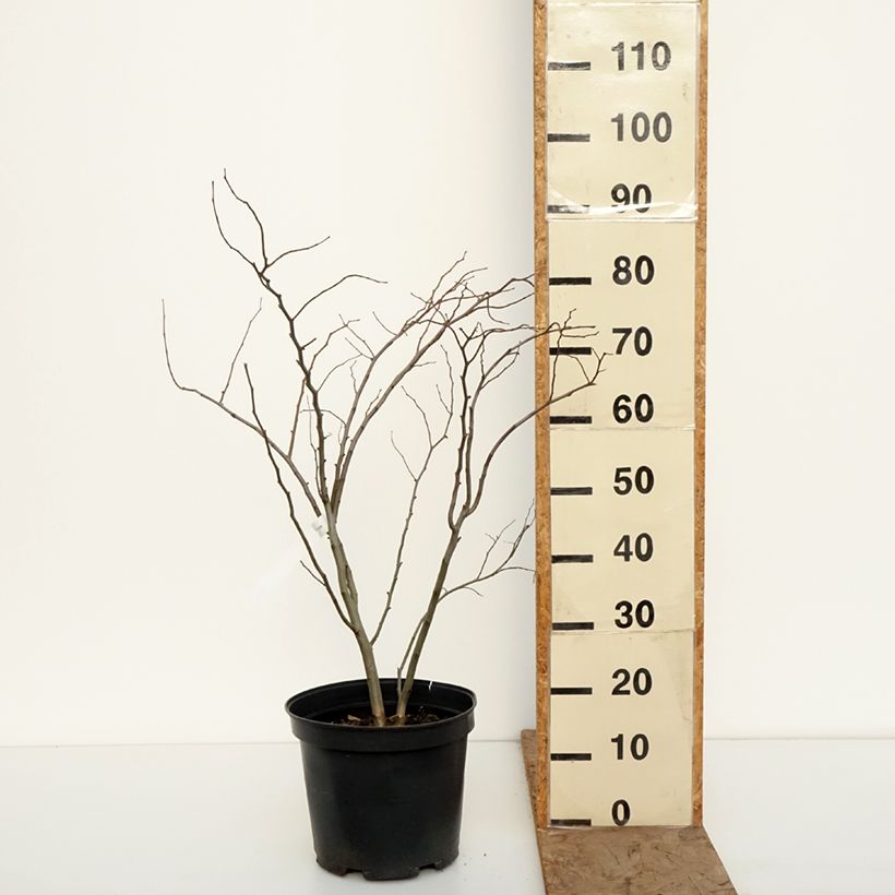 Cercis canadensis The Rising Sun - Albero di Giuda Vaso da 6L/7L esemplare consegnato in inverno