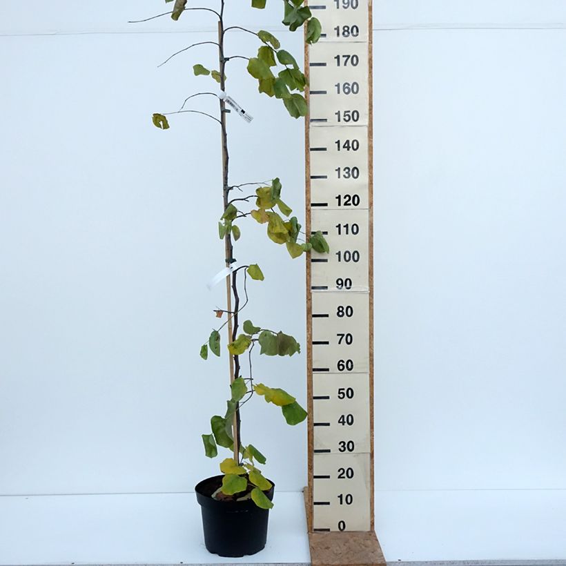 Esemplare di Cercis canadensis var. texensis Traveller - Albero di Giuda Vaso da 7,5L/10L come consegnato in autunno