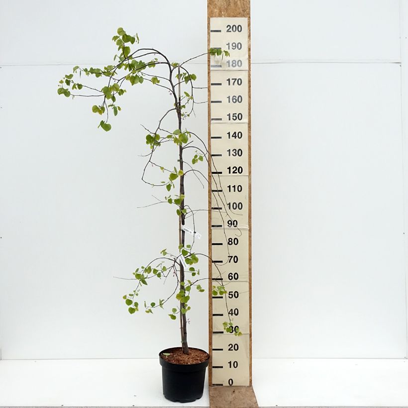 Cercis canadensis var. texensis Traveller - Albero di Giuda Vaso da 7,5L/10L esemplare consegnato in primavera