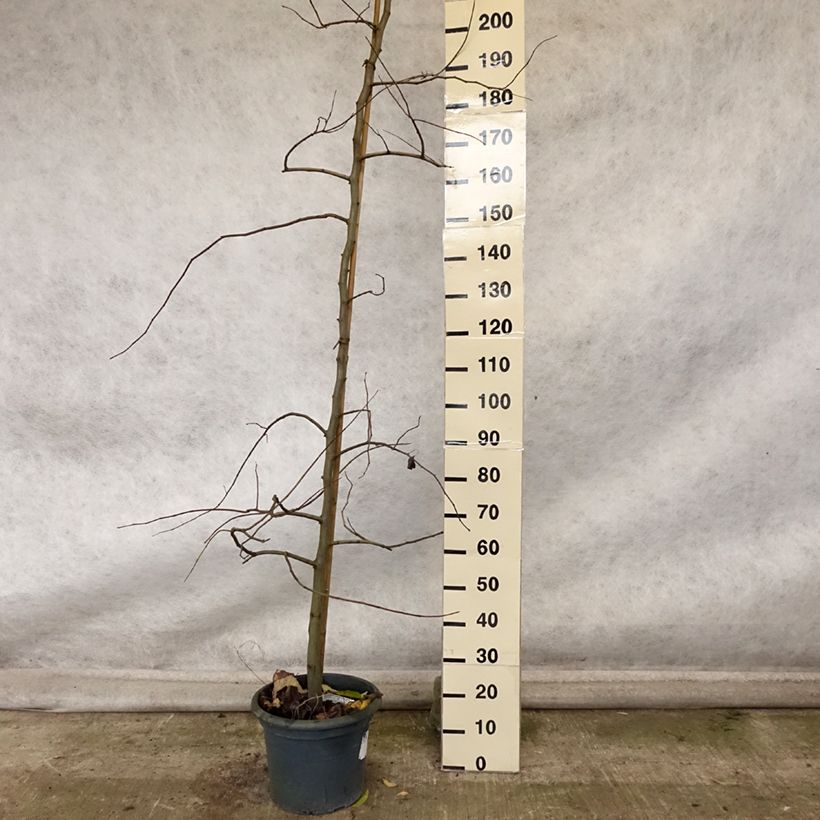 Esemplare di Cercis canadensis Vanilla Twist - Albero di Giuda Vaso da 12L/15L come consegnato in autunno