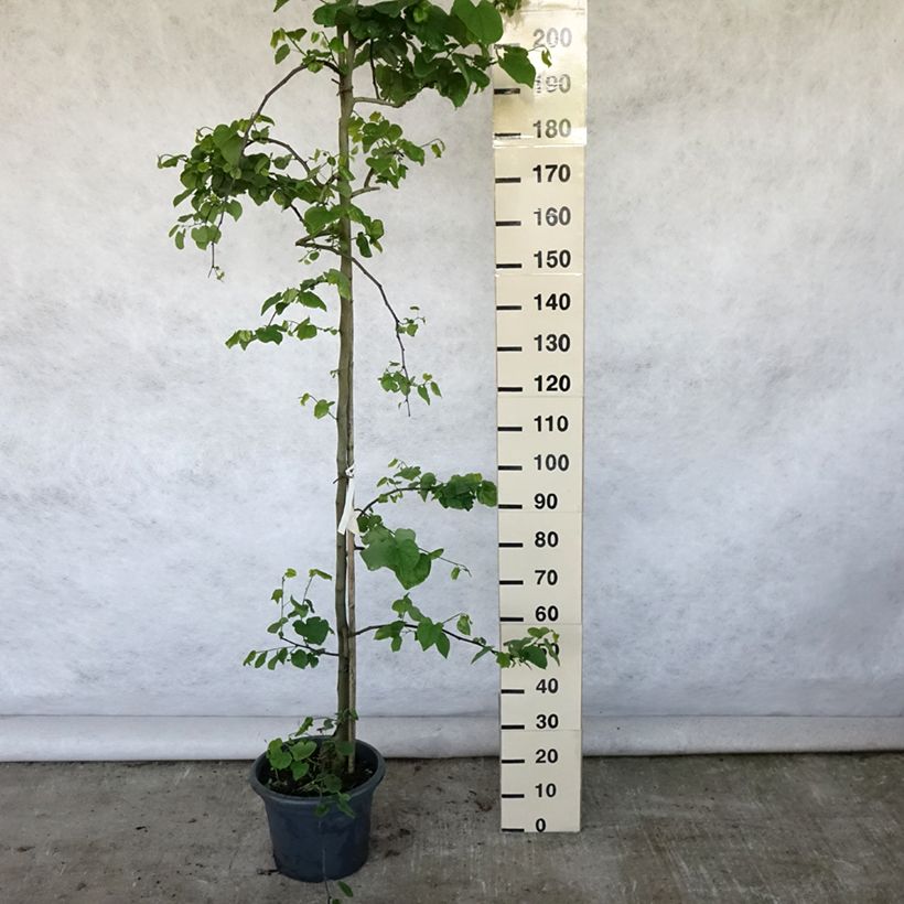 Esemplare di Cercis canadensis Vanilla Twist - Albero di Giuda Vaso da 4L/5L, Astone alto consegnato in estate