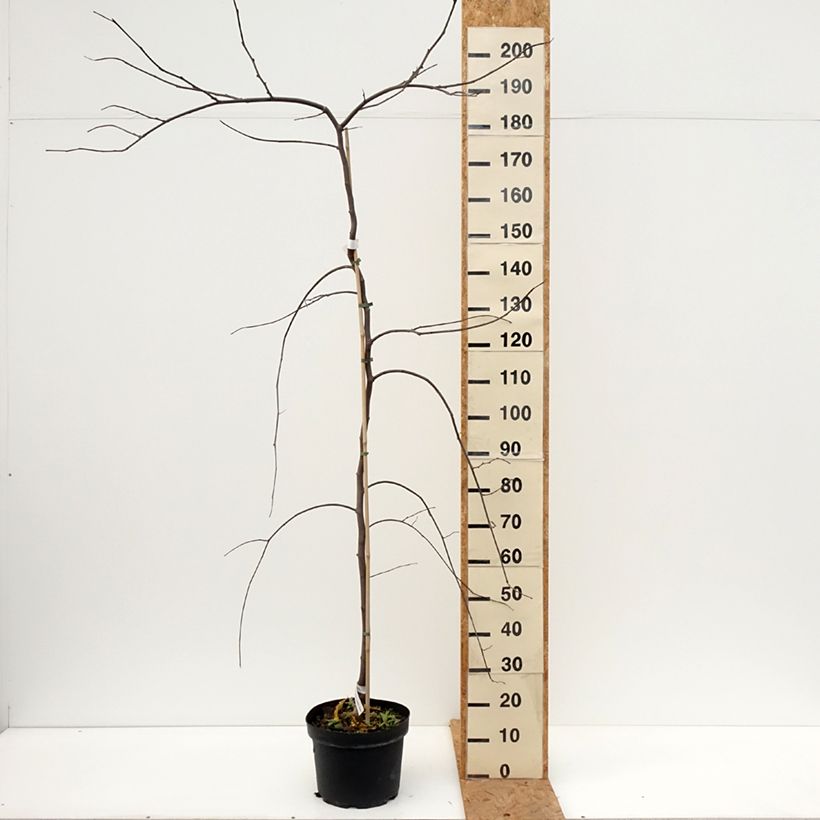 Esemplare di Cercis canadensis Vanilla Twist - Albero di Giuda Vaso da 7,5L/10L, Vaso impalcato medio come consegnato in autunno