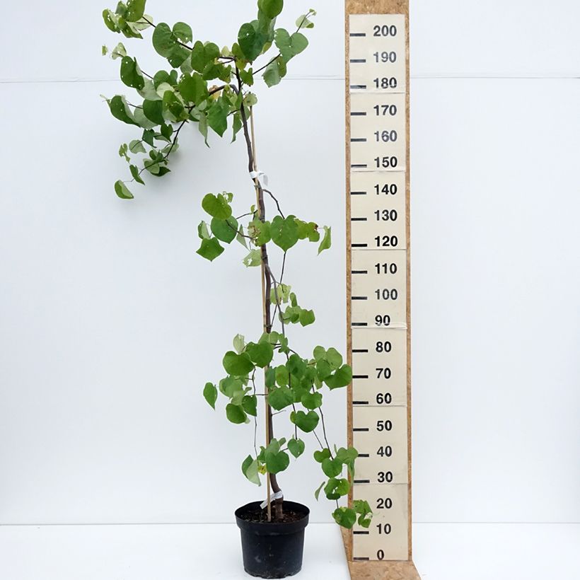 Esemplare di Cercis canadensis Vanilla Twist - Albero di Giuda Vaso da 7,5L/10L consegnato in estate