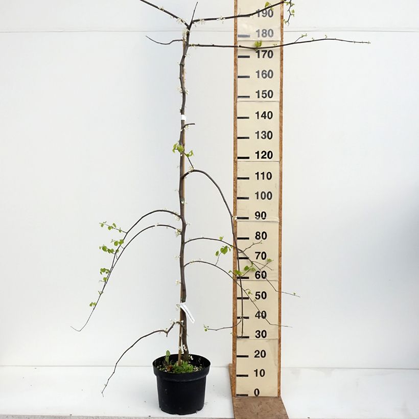 Cercis canadensis Vanilla Twist - Albero di Giuda Vaso da 7,5L/10L, Vaso impalcato medio esemplare consegnato in primavera