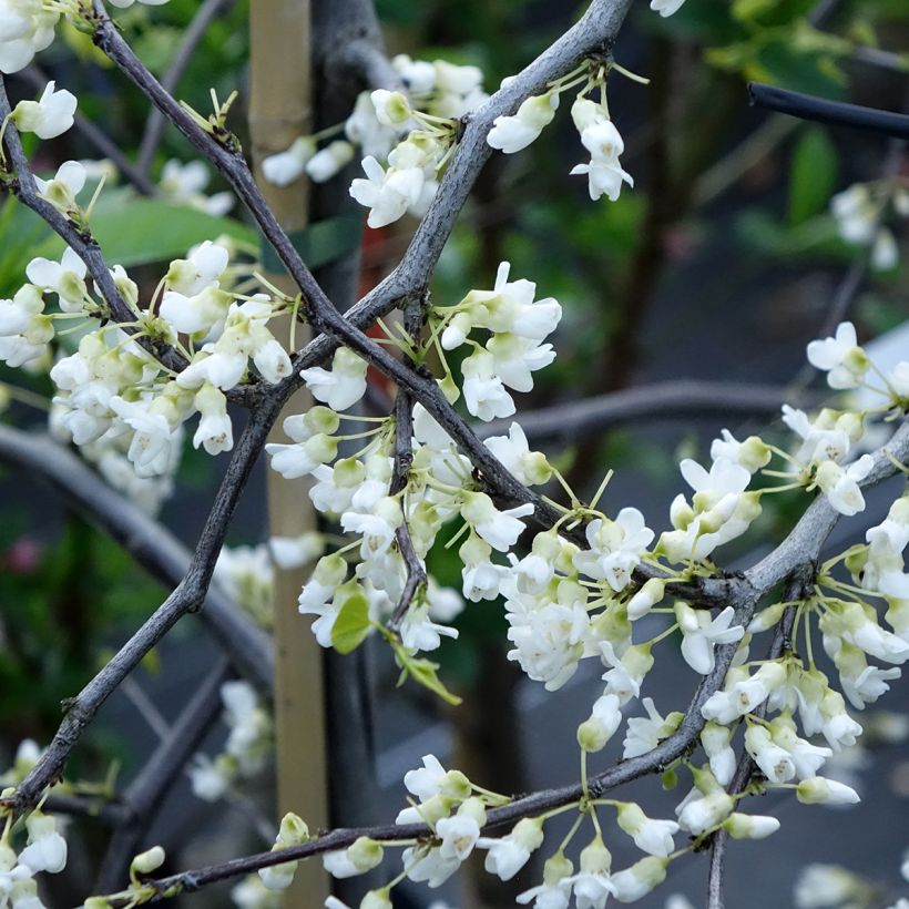 Cercis canadensis Vanilla Twist - Albero di Giuda (Fioritura)