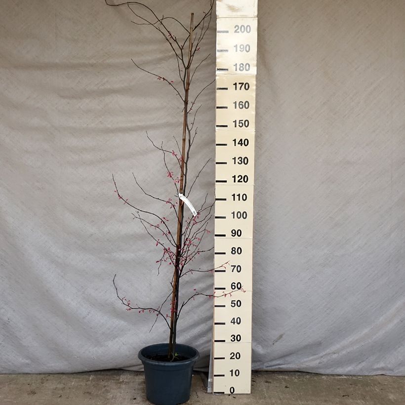 Cercis canadensis Carolina Sweetheart - Albero di Giuda Vaso da 6L/7L esemplare consegnato in primavera