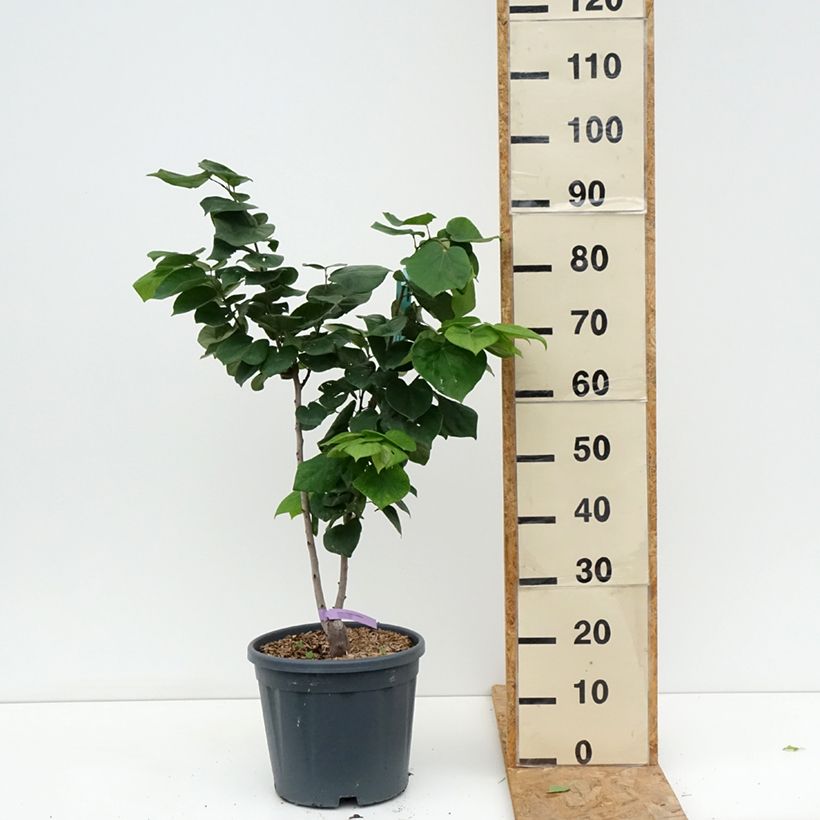 Esemplare di Cercis chinensis Avondale - Albero di Giuda cinese Vaso da 7,5L/10L consegnato in estate