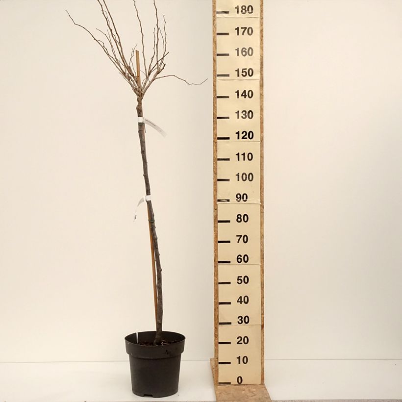 Cercis chinensis Don Egolf - Albero di Giuda cinese Vaso da 12L/15L esemplare consegnato in inverno