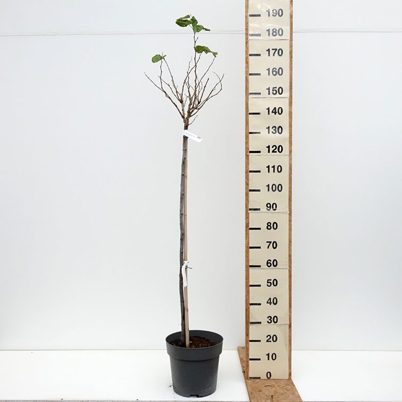 Esemplare di Cercis chinensis Don Egolf - Albero di Giuda cinese Vaso da 12L/15L, Vaso impalcato come consegnato in autunno