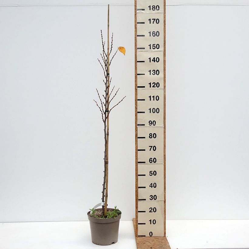 Esemplare di Cercis chinensis Kay's Early Hope - Albero di Giuda cinese Vaso da 6L/7L come consegnato in autunno