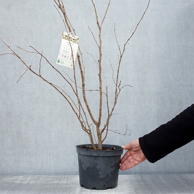Esemplare di Cercis chinensis Shirobana - Albero di Giuda cinese Vaso da 4L/5L come consegnato in autunno