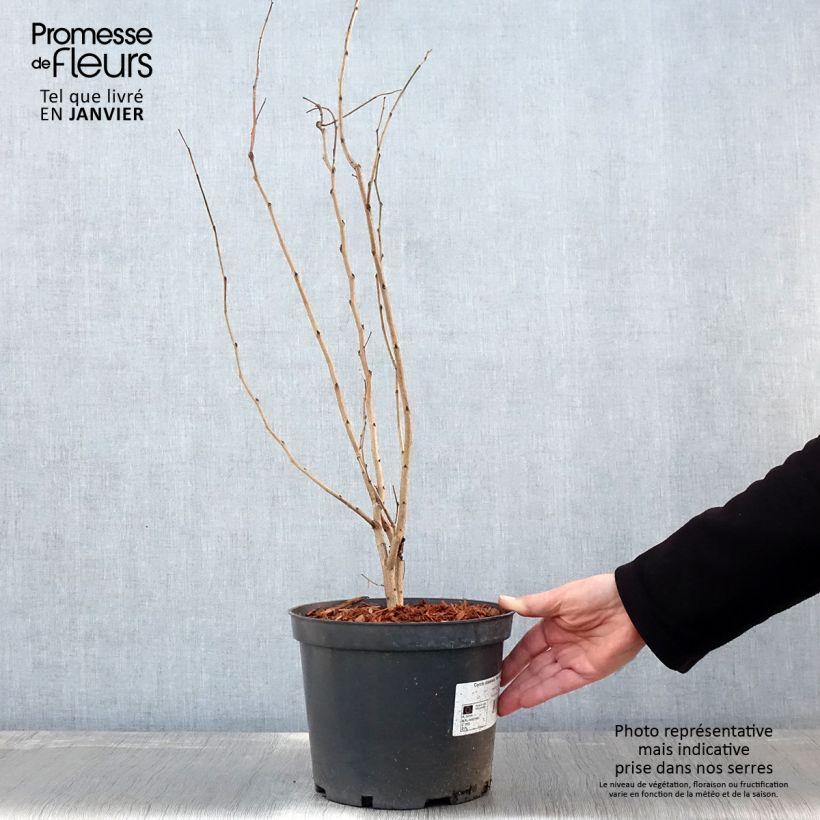 Cercis chinensis Shirobana - Albero di Giuda cinese Vaso da 4L/5L esemplare consegnato in inverno