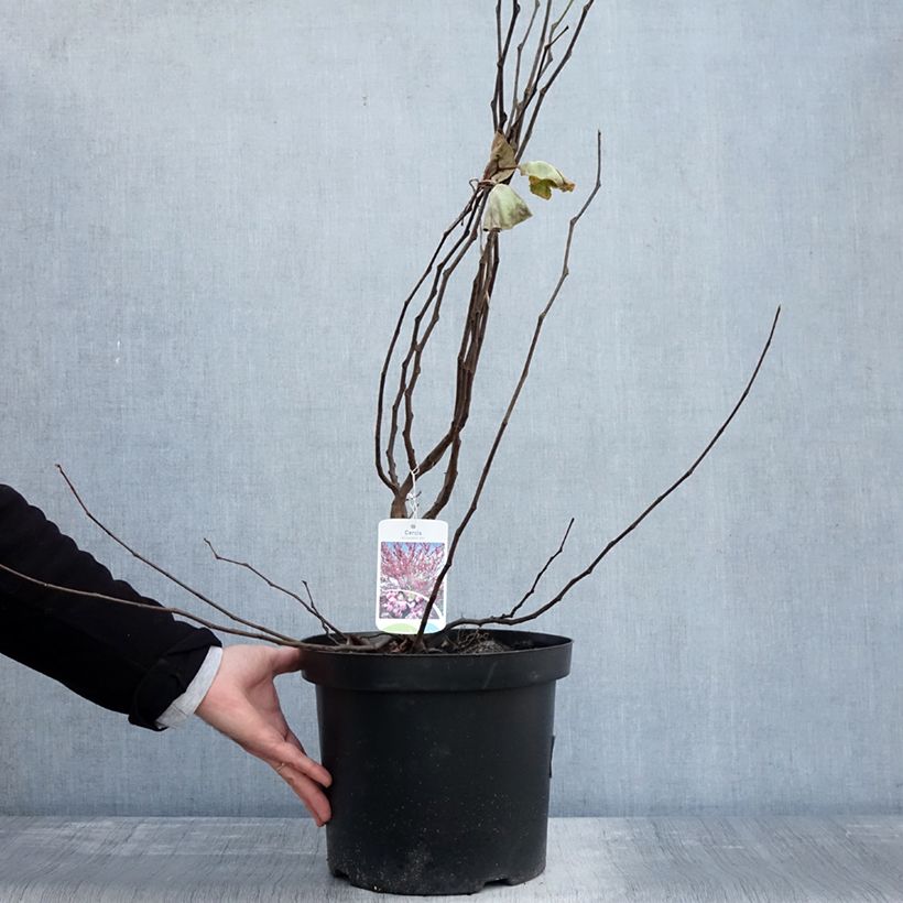 Esemplare di Cercis siliquastrum - Albero di Giuda Vaso da 7,5L/10L come consegnato in autunno