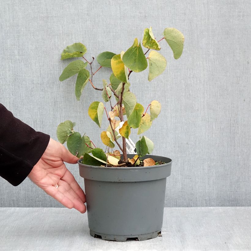 Esemplare di Cercis siliquastrum - Albero di Giuda Vaso da 3L/4L come consegnato in autunno