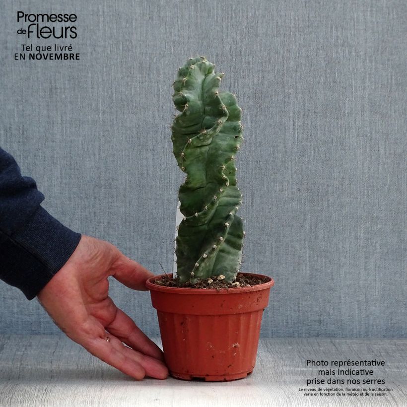 Esemplare di Cereus forbesii Spiralis Vaso da Ø 12 cm / 13 cm come consegnato in autunno