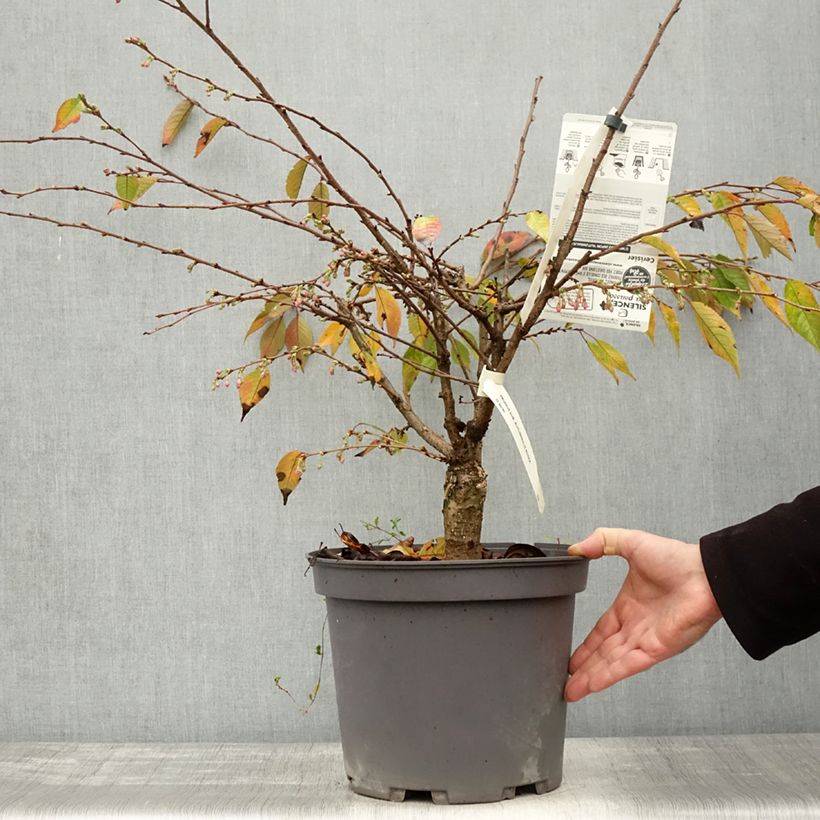 Esemplare di Prunus Autumnalis Rosea - Ciliegio da fiore Vaso da 7,5L/10L come consegnato in autunno