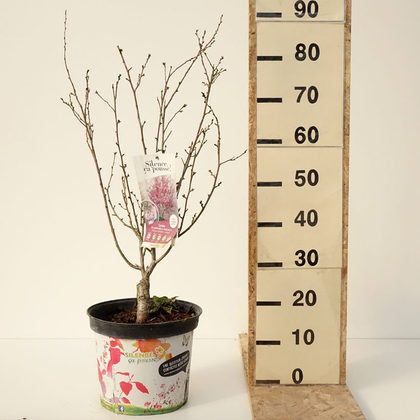 Prunus Autumnalis Rosea - Ciliegio da fiore Vaso da 7,5L/10L esemplare consegnato in inverno