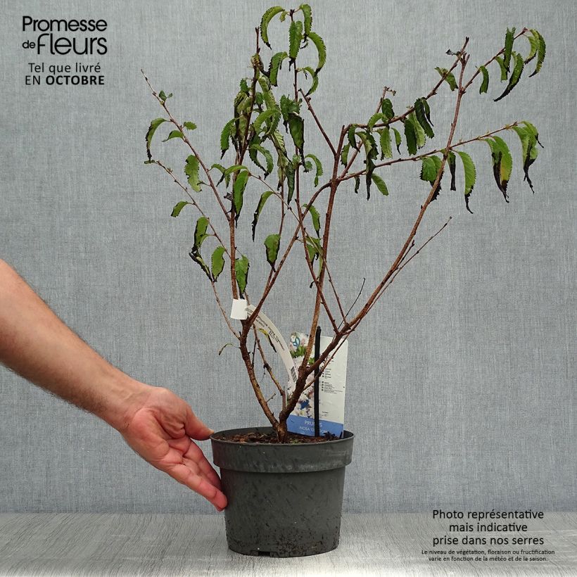 Esemplare di Prunus incisa Oshidori - Ciliegio da fiore Vaso da 2L/3L come consegnato in autunno