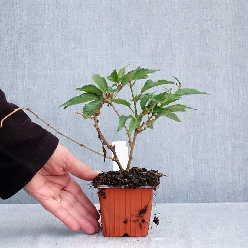 Esemplare di Prunus incisa Paean - Ciliegio da fiore Vasetto da 8/9 cm come consegnato in autunno