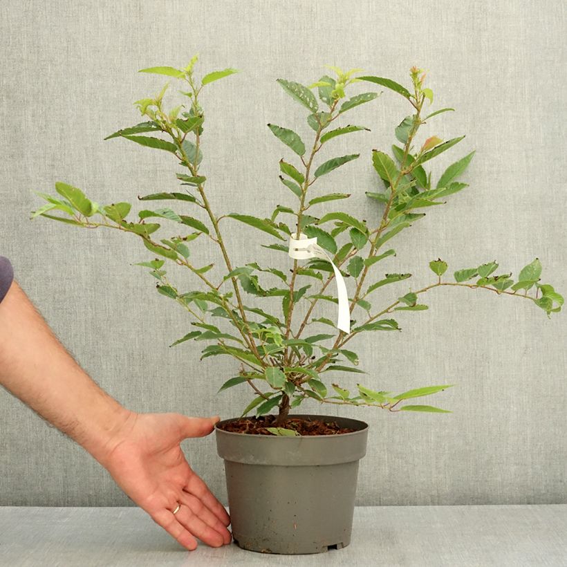 Esemplare di Prunus incisa Paean - Ciliegio da fiore Vaso da 2L/3L consegnato in estate